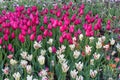 Gorgeous white, red and green striped tulips and bright purple tulips in springtime