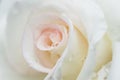 Gorgeous white rose with rain drop Royalty Free Stock Photo