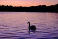 Gorgeous White Swan On The Lake On The Sunset