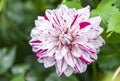 Gorgeous dahlia flower in real garden. Royalty Free Stock Photo