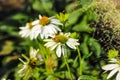 Gorgeous white, yellow and green Echinacea flowers in the garden surrounded by lush green leaves with honey bees on the flowers