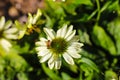 Gorgeous white, yellow and green Echinacea flowers in the garden surrounded by lush green leaves with honey bees on the flowers