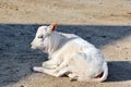 Gorgeous White Zebu Cow Baby Stock Photo