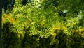 Gorgeous Willow oak Quercus phellos green foliage against spring sun on blurred green background. Public landscape city