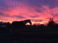 Amazing pink sky Sunrise with horse silhouette Royalty Free Stock Photo