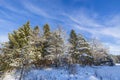 Gorgeous winter view. Snowy pine trees in winter. Winter day. Beautiful winter background.