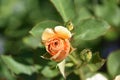 Gorgeous Yellow Budding Rose Bush in a Garden Royalty Free Stock Photo