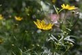 Gorgeous Yellow Coreopsis Flowers Blooming In A Garden