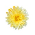 Gorgeous yellow Dahlia isolated on white background close up.