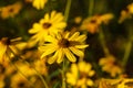 Gorgeous yellow daisies in the park surrounded by lush green leaves at Garrard Landing Park