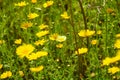 Gorgeous yellow daisies surrounded by lush green leaves and stems at Kenneth Hahn Park Royalty Free Stock Photo