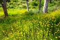 Gorgeous yellow daisies surrounded by lush green leaves and stems at Kenneth Hahn Park Royalty Free Stock Photo