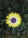 Gorgeous yellow daisy in full bloom
