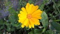 Gorgeous yellow flower