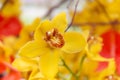 Gorgeous Yellow Flower In Garden Bed