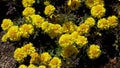 Gorgeous yellow flowers with green background