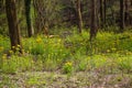 Gorgeous yellow flowers surrounded by tall thin pine trees and lush green grass at Murphey Candler Park