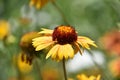 Stunning Yellow Gallardia Flower Blossom in the Summer