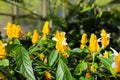 Gorgeous yellow Golden Shrimp Plant flowers with lush green leaves surrounded by lush green plants in a greenhouse
