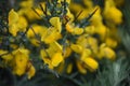 Gorgeous Yellow Irish Broom Bush Flowering and Blooming