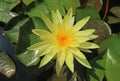 Yellow Joey Tomocik Hardy Water Lily Blossoming Among Its Green Pads Royalty Free Stock Photo