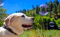 Gorgeous yellow Labrador playing with bubbles in the forest in Colorado.