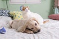 Gorgeous yellow labrador retriever puppy with his friend, Oso the cat