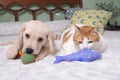 Gorgeous yellow labrador retriever puppy with his friend, Oso the cat