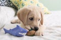 Gorgeous yellow labrador retriever puppy playing