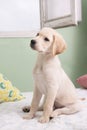 Gorgeous yellow labrador retriever puppy