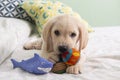 Gorgeous yellow labrador retriever puppy playing