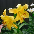 Gorgeous yellow lily on a dark background. Summer garden