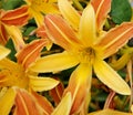 Gorgeous Yellow and Orange Daylillies