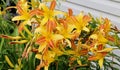 Gorgeous Yellow and Orange Daylillies