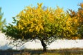 Gorgeous yellow, orange, green trees illuminated by the November sun. Fallen bright yellow leaves lie under the trees on a green a Royalty Free Stock Photo