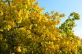 Gorgeous yellow, orange, green trees illuminated by the November sun. Fallen bright yellow leaves lie under the trees on a green a Royalty Free Stock Photo