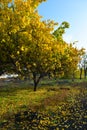 Gorgeous yellow, orange, green trees illuminated by the November sun. Fallen bright yellow leaves lie under the trees on a green a Royalty Free Stock Photo