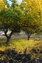 Gorgeous yellow, orange, green trees illuminated by the November sun. Fallen bright yellow leaves lie under the trees on a green a Royalty Free Stock Photo