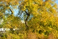 Gorgeous yellow, orange, green trees illuminated by the November sun. Fallen bright yellow leaves lie under the trees on a green a Royalty Free Stock Photo