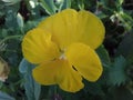 A gorgeous yellow pansy