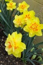 gorgeous yellow with red flowers after rain. spring flowers in the garden Royalty Free Stock Photo