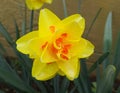 gorgeous yellow with red after rain. spring flowers in the garden Royalty Free Stock Photo