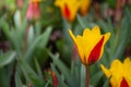 Gorgeous yellow and red tulips in a field or meadow