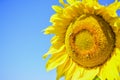 Gorgeous yellow sunflower with insects close up copy space Royalty Free Stock Photo
