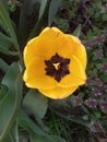 Beautifull yellow tulip blooming in the sunshine