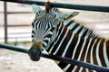 Gorgeous Young Baby Zebra Behind the Fence Royalty Free Stock Photo