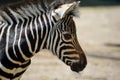 Gorgeous Young Baby Zebra Head Close Up Portrait Royalty Free Stock Photo