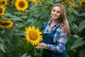 Gorgeous, young, energetic, female farmer cultivating from one of the sunflowers from the big green field Royalty Free Stock Photo