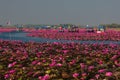 Gorgeously landscape of pink waterlily at the lake