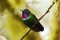 Gorgeted Sunangel, Heliangelus strophianus, hummingbird from Mindo forest, Bellavista, Ecuador Royalty Free Stock Photo